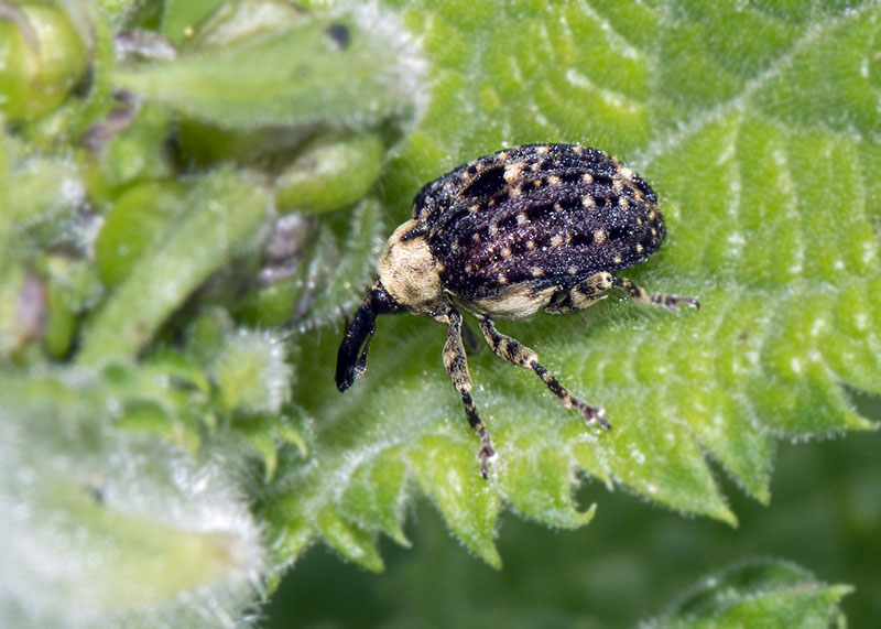 Curculionidae:  Cionus tuberculosus?  S !